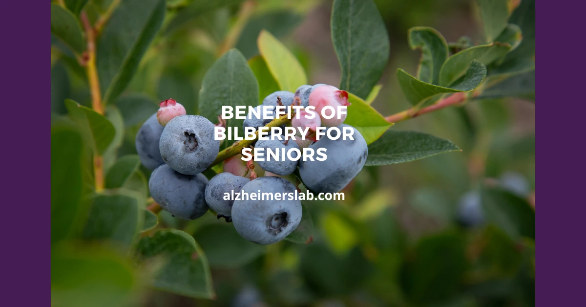 Benefits of Bilberry for Seniors