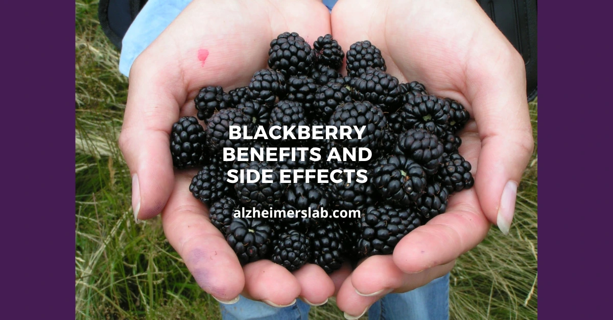 Blackberry Benefits and Side Effects AlzheimersLab